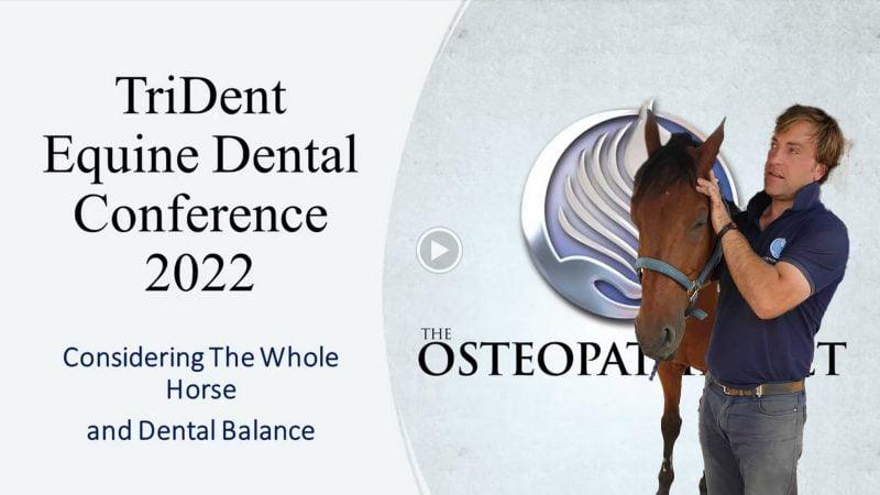 Considering the whole horse & dental balance